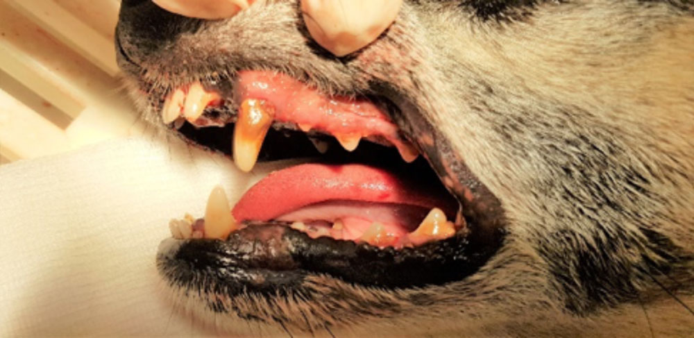 Zähne eines Hundes vor und nach Reinigung mittels Ultraschall