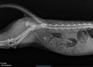 Harnblasenstein bei einer Katze im Röntgenbild